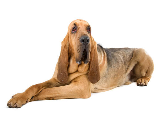 Blue best sale bloodhound dog